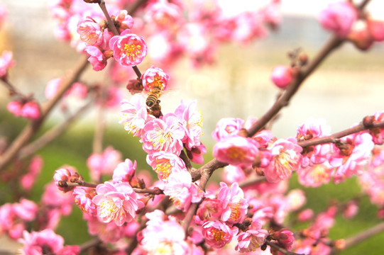 蜜蜂与桃花