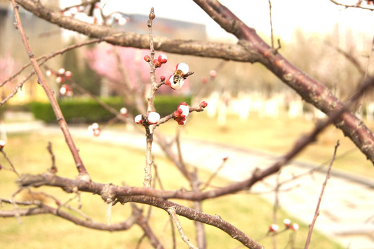 蜜蜂与桃花