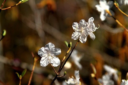 白色杜鹃花