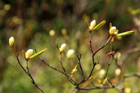 白色杜鹃花