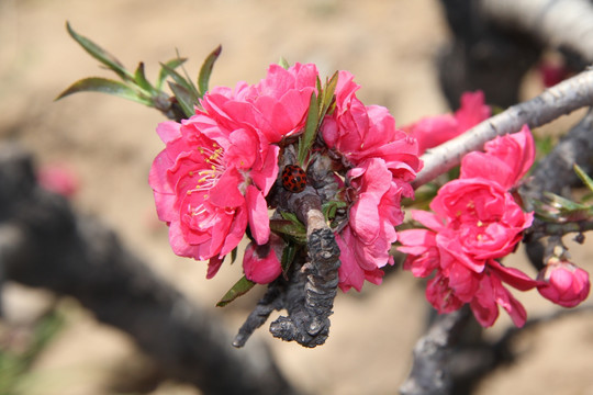 碧桃花