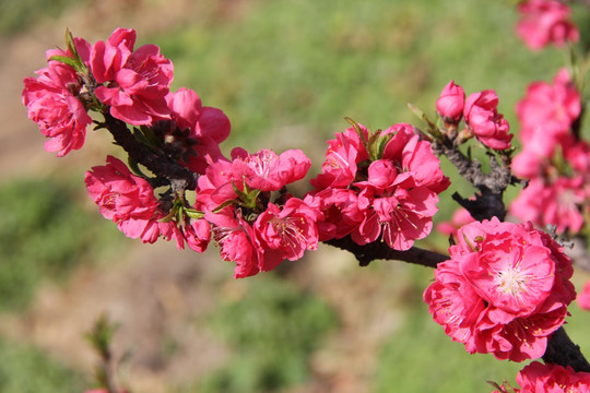 碧桃花