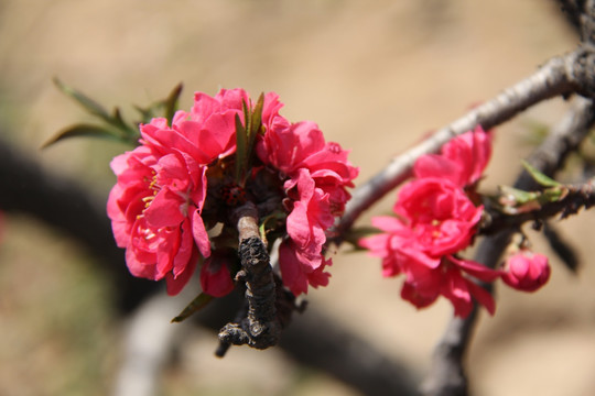 碧桃花