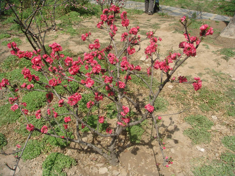 碧桃花