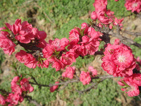 碧桃花