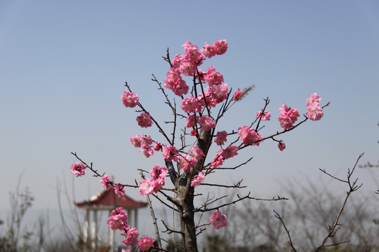 春暖花开