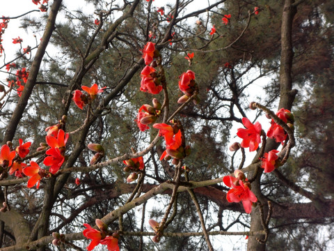 木棉花