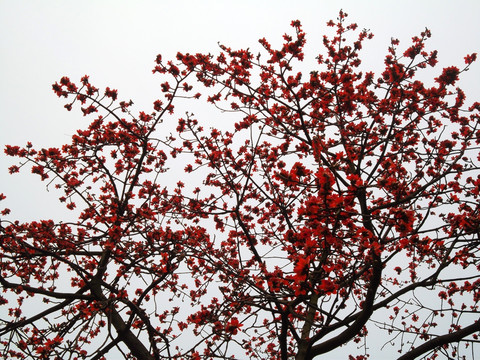 木棉花