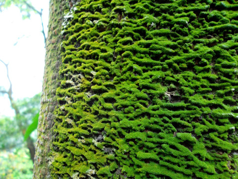 树皮苔藓