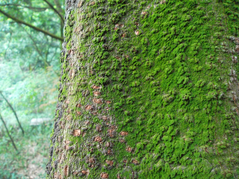 树皮苔藓