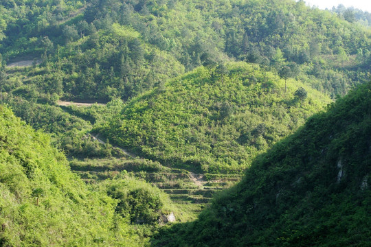 贵州镇远县 山林植被