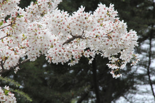 小樱花