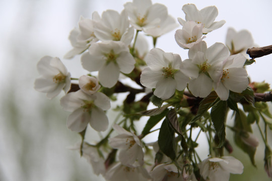 小樱花