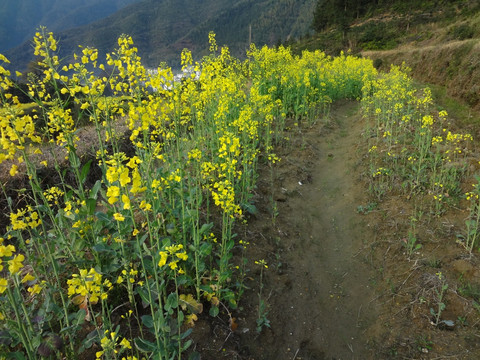 油菜花