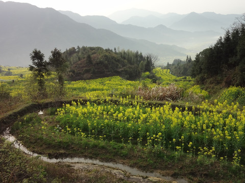 油菜花