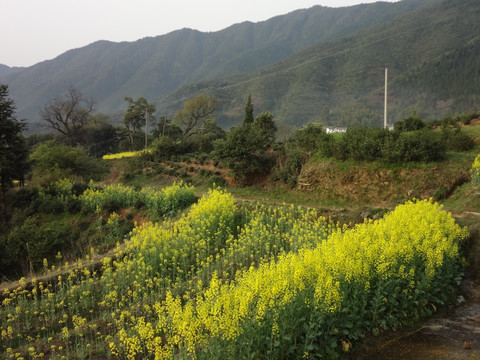 油菜花