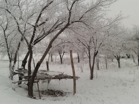 杏园冬雪