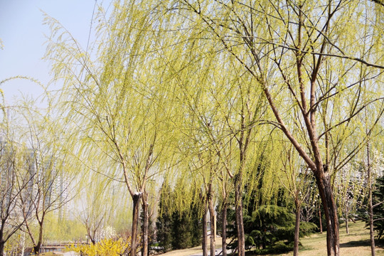 北京庆丰公园柳树