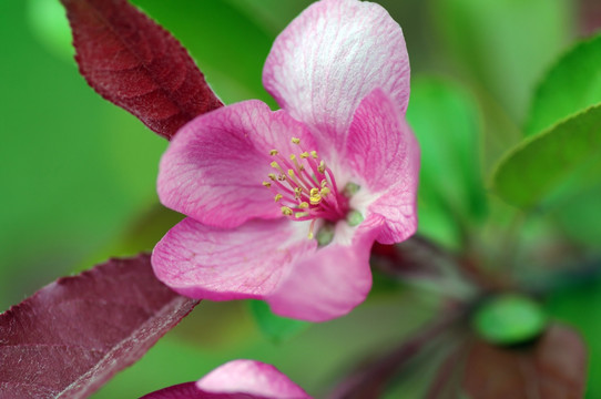 苹果花