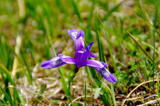 马兰花