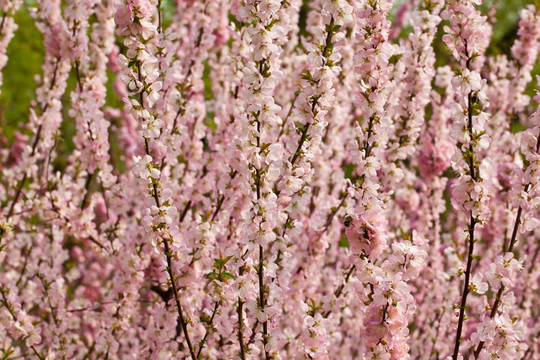 春花烂漫