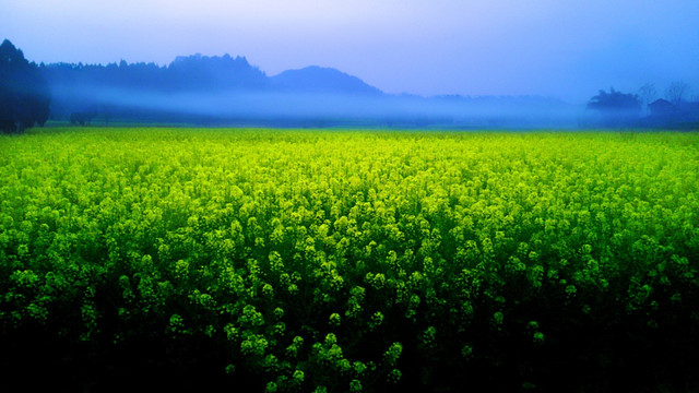 夜幕中的油菜田