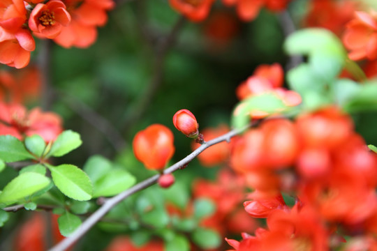 海棠花