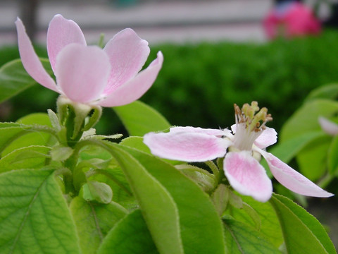 木瓜花