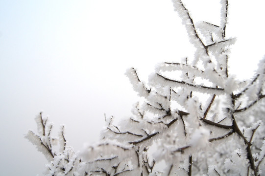 雪景