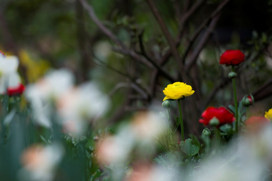 花毛茛