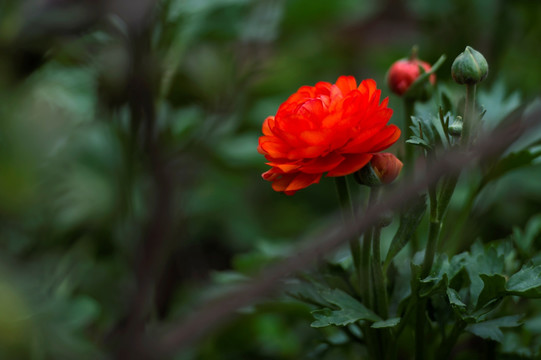 花毛茛