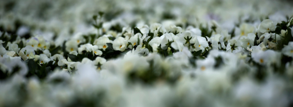 白色蝴蝶花
