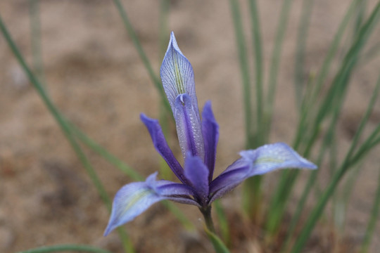 马兰花