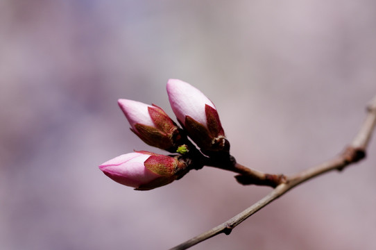 含苞欲放的花蕾