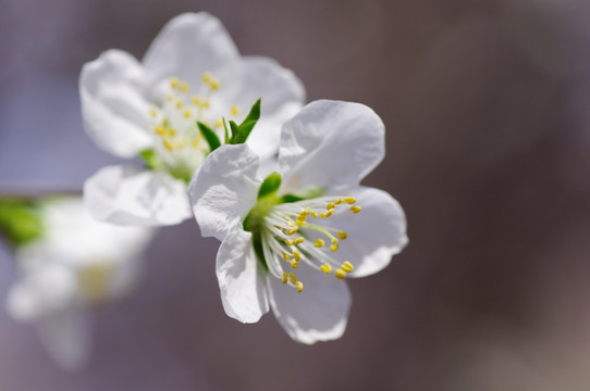 桃花特写 依偎