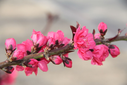 桃花， 桃花节