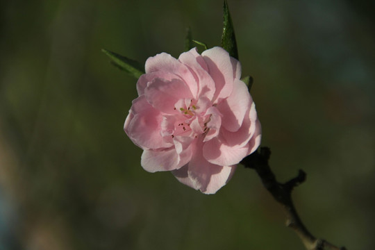 桃花树