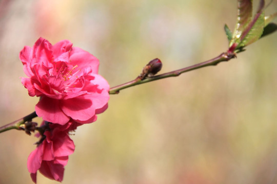 桃花节