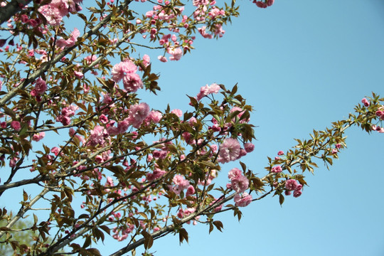 樱花树