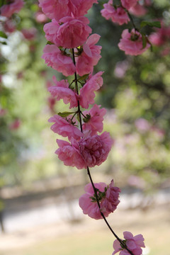 桃花 桃树