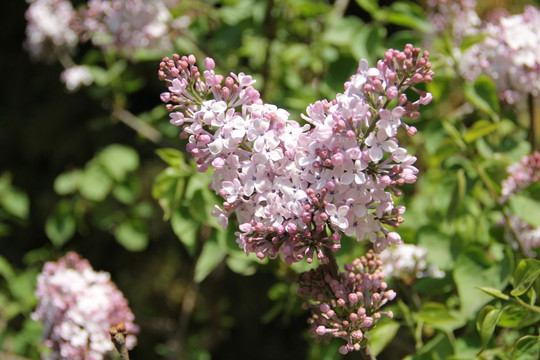 丁香花 丁香树