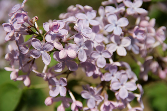 丁香花 丁香树