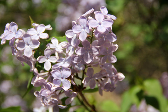 丁香花 丁香树