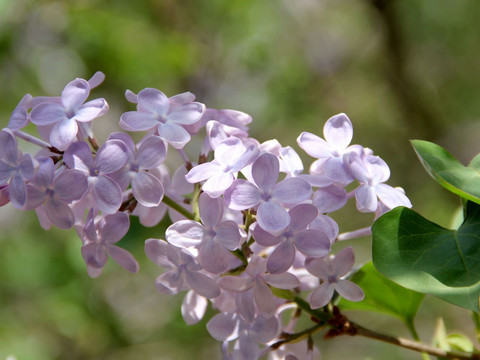 丁香花 丁香树