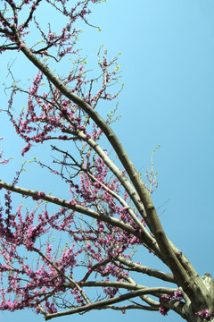 丁香树 丁香花