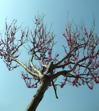 丁香花 丁香树