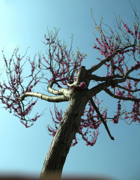 丁香花 丁香树