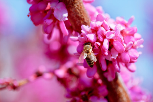 蜜蜂