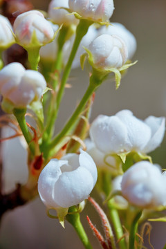 梨花