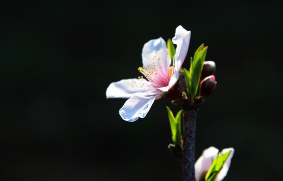 桃花